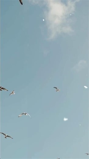 How Do Birds Sleep While Flying? #shorts