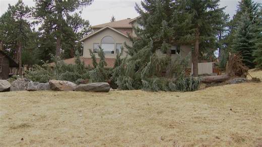 Evergreen tree removal company works street by street after windstorm leaves 78 calls for help