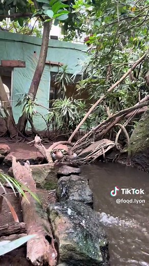 Découvrez Touroparc : Parc Zoologique et Aquatique à Lyon