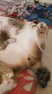 Adorable Cat Nap Time That Melts Your Heart 🥹