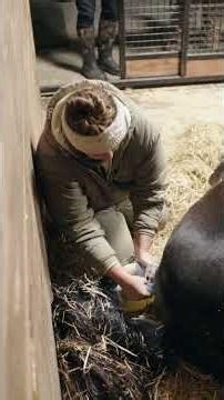 Watch the full live birth on YT!! #kvs #horses #animals