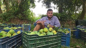 #বাগান_থেকে_সংগ্রহকৃত সেরা আম যাচ্ছে সারা দেশেই।। আপনার আমটি বুকিং করেছেন তো।। #আমউৎসব২০২৫ এ সেরা মানের আমের জন্য আস্থা রাখুন আমাদের উপর। সেরা মানের আমের জন্য #হোয়াটসঅ্যাপ করুন 01325-444569 #fbreelsfypシ゚viralfbreelsfypシ゚viral #কুরিয়ার_কিংবা #সিজনফ্রেশ_কার্বাইড_মুক্ত #টিমম্যাংগোলাভারস #কড়া_মিষ্টি #সাতক্ষীরার_হিমসাগর #কার্বাইড_মুক্ত_আম #fbreels2025ツ | Mango lovers