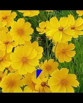 Does Homeopathic Arnica work? What the Evidence Shows