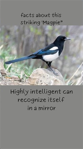 #nature #beautiful #animals #birds #facts about #Magpie