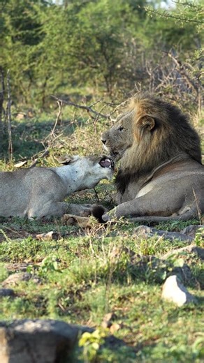 Watch how angry this lioness was when she got ignored by this big male lion😂🦁 He had his eyes on someone else! #lions #madikwe #malelion #safaritravel #lionkings | All Out Safaris