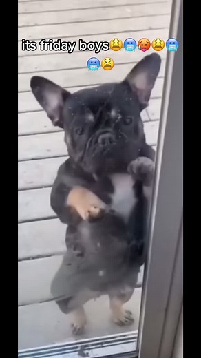 #friday #dogs #twerking #dancing #comedy #funny #fyp