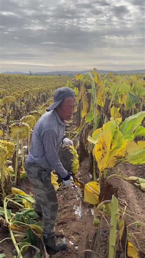 Sunflower Farming Tips for Thriving Agriculture