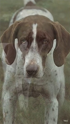 Pointer Dog 🐕🔥 The Ultimate Hunter with Incredible Speed & Focus!#shorts #ashishsaxena #shortsviral