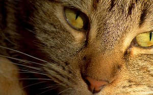 8K UHD 超高清 演示视频_哔哩哔哩_bilibili