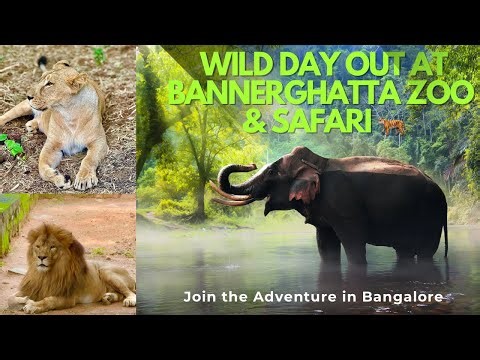 Bangalore Bannerghatta Zoo & Safari | Wildlife Experience in Bangalore | bannerghatta national park