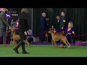 Vizslas | Breed Judging 2019