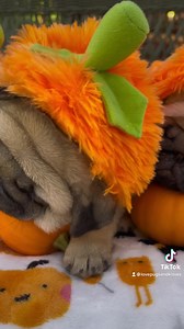 Pooped out baby pugkins… 🎃🎃🎃 #photoshoot #behindthescense 🤭 #thetriplets #fattypatty💛 #babyblue💙 #pinky💗 Pugdashians Pugs and Kisses | Pugs and Kisses