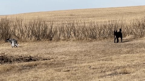 clip-4026808239-group-dogs-play-run-freely-across-open