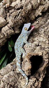 Female tokay geckos (Gekko gecko) can be quite the egg factories when it comes to egg production ⚪⚪! Because these animals produced calcified eggs, there is always a risk of calcium crash for the female if proper nutrition isn’t provided to the breeding individual. I’ve found that by offering Torch, my female tokay gecko, a frozen thawed fuzzy or hopper sized mouse every few weeks or even once a month while she is producing, she has maintain a healthy body size/store for breeding. A frozen thawe