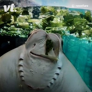 2.8M views · 40K reactions | Just a stingray eating a salad!  | VT | Facebook