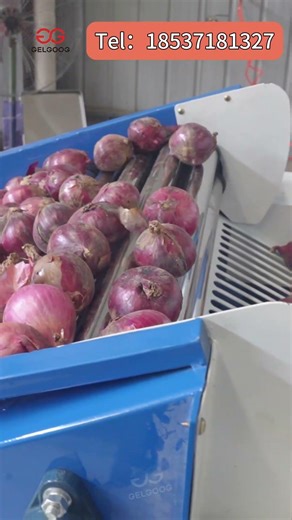Onion Diameter Grading Machine | Automatic Size Sorting Solution
