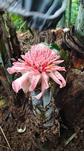 It takes only 17 days for a rare flower to bloom on a banana tree. #banana #flower | Mahmud Semphak