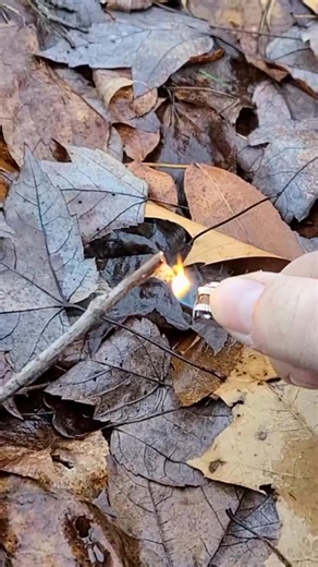 Natural first aid - pine resin #fyp #foryou #survival #bushcraft #Outdoors #naturalremedy | Leona Kristi