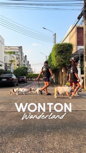 Walking with Wontons: Cute English Bulldog Adventures