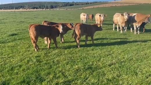 5.2K views · 93 reactions | ⚡️SIMMENTAL BREEDING CATTLE TRADE ON...