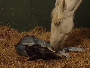 pure spanish horse mare cleaning newborn horse