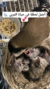 A female goldfinch feeding her chicks. ❤️🐦 #Goldfinch_breeding #Goldfinch_babies #Bird_breeding #Motherly_love #Wonderful_feeling #Goldfinch #Cage_goldfinch #Breeding_hobby #Bird_Breeding #أنثى_الحسون_تطعم_صغارها | Wild Bird Beauty