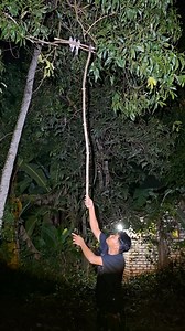 88K views · 229 reactions | At once, attract three turtle doves | Joe'ing | Facebook