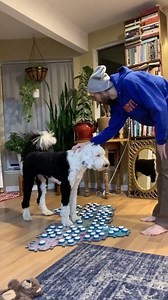 Johnny normally plays with Bunny just before dinner, but he hadn’t. So we sat down to dinner and Bunny was clearly upset by the change in routine. | Whataboutbunny