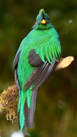 RAREST BIRD 🤯 #facts #reels #fblifestyle | Universe Adventure