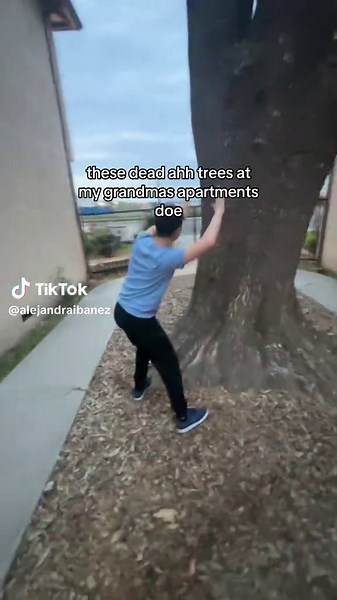 Let It Grow: Reviving Dead Trees in California