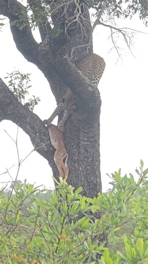 Watch this amazing encounter with a young female leopard, she had the time of her life playing with her prize, she looked very proud #safari #wildlife #krugernationalpark #leopard #reel | Shaun Etsebeth Photo Safaris
