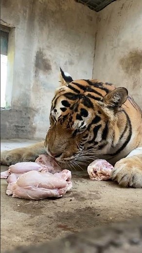 Tiger eating full chicken 🐔 #tigercat #bigcats #tigerkingdom #liontiger #cute #tigerking #tigerart