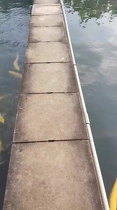 Wow! Insane Arowana Pond