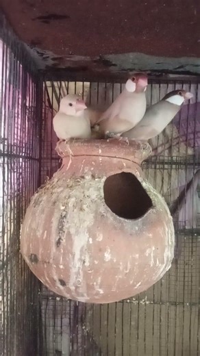 Fawn Java pair with three self chicks