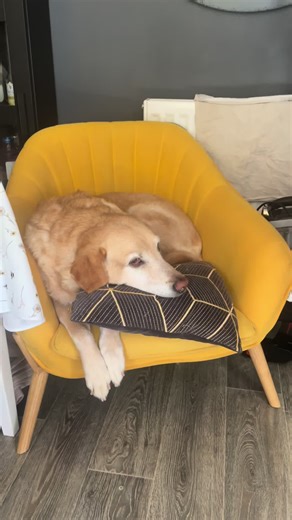 #labrador #labradorretriever #thisdog #petloss we lost this Ruby last week. There have and will be other dogs, but there won’t every be This Dog. I’d have given anything for more time.