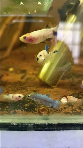 Rapid growth in Betta fish #bettaclubargentina
