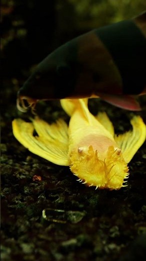 Who's Your Bottom Feeder?