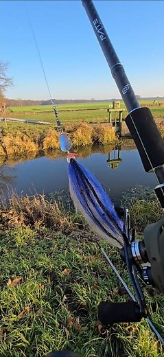 Pike fishing with a baitcaster, pike streamer plus spinner combo #fishing #baitcaster