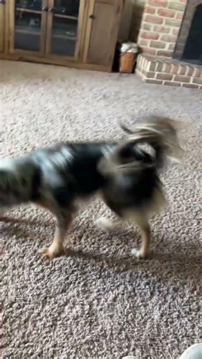 Dachshund Australian Shepherd Play Ball