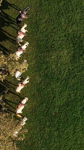🇫🇷🐴 Régulièrement, les chevaux de l’Académie équestre de Versailles se promènent dans les jardins. De la Grande Écurie au Château, il n’y a qu’un pas ! 🏰🎠 Visitez le Château et assistez à un spectacle équestre grâce à un billet couplé « Billet Château spectacle équestre ». 👉 https://billetterie.chateauversailles.fr/billet-chateau-spectacle-equestre-visite-chateau-css5-chateauversailles-pg51-ei806049.html 🌍🐴 The horses of the Equestrian Academy of Versailles are regularly seen in the gard