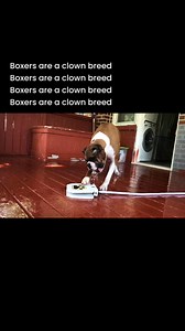 402K views · 7.1K reactions | Boxers are a clown breed  #boxer #boxerdog #boxerpuppy #dog #doglover #NewFlame | Luke The Boxer | Facebook