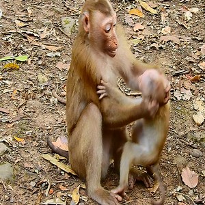 Baby monkey crying when mother push out & slapping on head #baby#monkey #poorbabycrying | Avata Monkeys