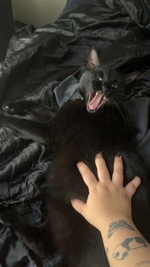 Hilarious Cat Reactions to Yelling