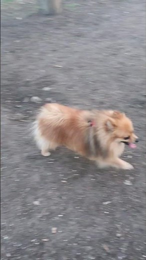 Jack Russel, a reactive Pomeranian and a Corgi socialization #shorts