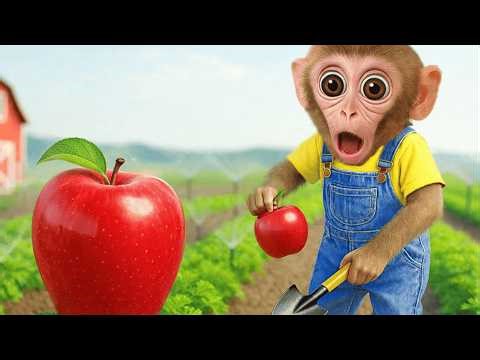 Bobo the monkey loves juicy apples. 🙈😘