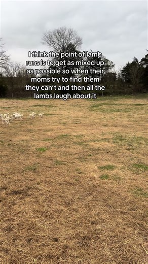 Lamb Runs at Winding Creek Farms: A Playful Experience