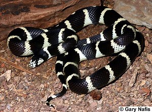 Lampropeltis getula - Alchetron, The Free Social Encyclopedia