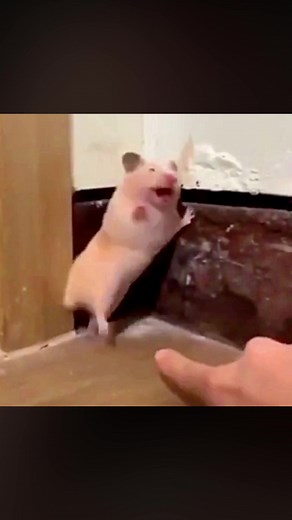 Scared Hamster Compilation - Funny Reactions 🐹😱