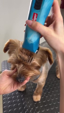 Yorkshire terrier makeover: Pro grooming tips for a flawless Yorkie haircut