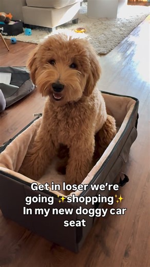 Wally the Goldendoodle on Instagram: "Get in loser we’re going ✨shopping✨in my new doggy car seat🐶🚗 @petsfit.us"